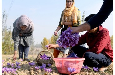 Virtual meet held to export Kashmir saffron to US